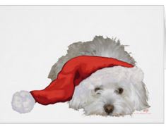 Coton de Tulear Christmas