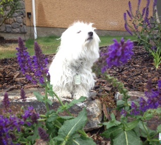 Don't 4get to take time to smell the roses ...er Flowers!