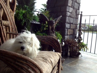 Catching some zzz's & rays on the deck!