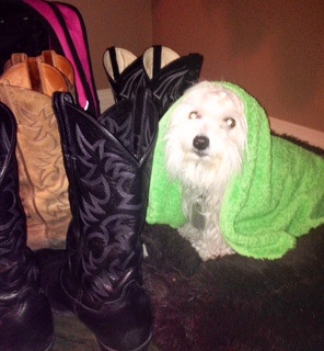 Heavy rain, thunder & lightening sent my trembing puppy  to hide behind my husband's cowboy boots🙀