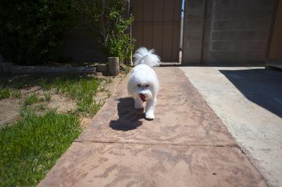 Running back from looking out the gate