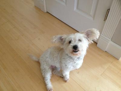 coton poodle mix dog