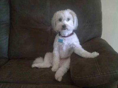 Freddy - Coton de Tulear