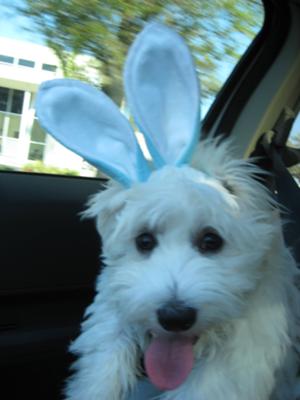 Coton de Tulear