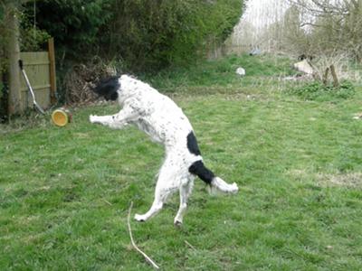 Skye jumping for a toy