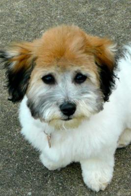 Vinny  - Tri Colored Coton de Tulear