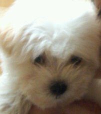 Coton de Tulear, Spanky