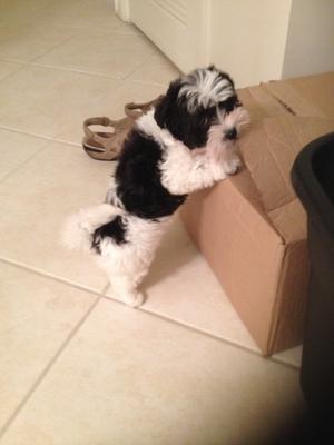 Rhylie Girl thinking she could chew her way through the barricade to get into the other room. She just loves checking things out.