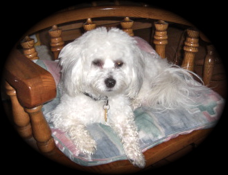 Prince Charming Tuffy Coton