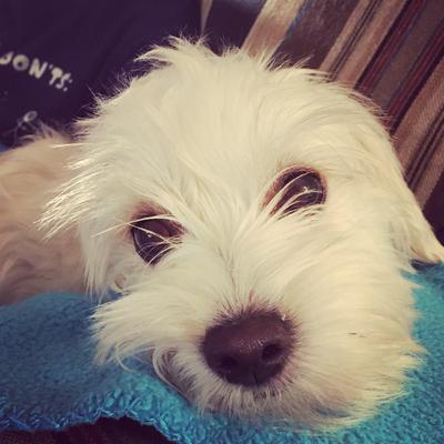 Rescue coton hot sale de tulear