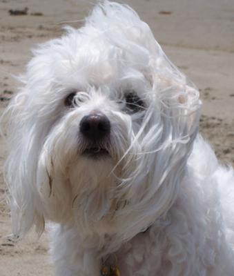 Gracie at the beach