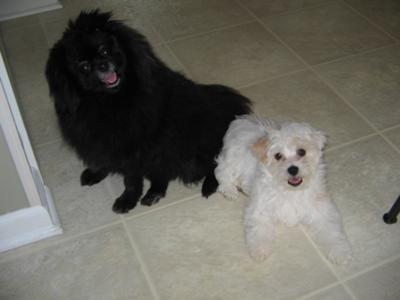 Barney and his best friend Cupcake