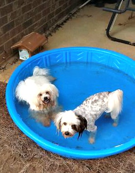 Kiddie pool after dip in ocean