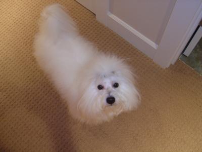 Oliver - Coton de Tulear