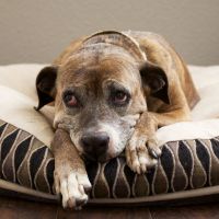 orthopedic dog bed