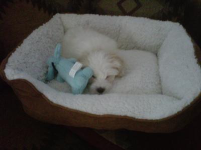 Bailey In His Bed