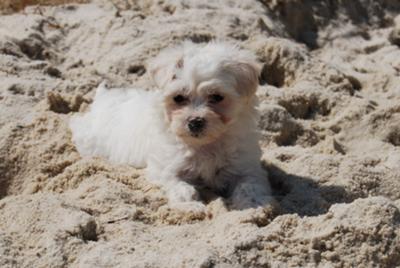 Leela, playing in the sand