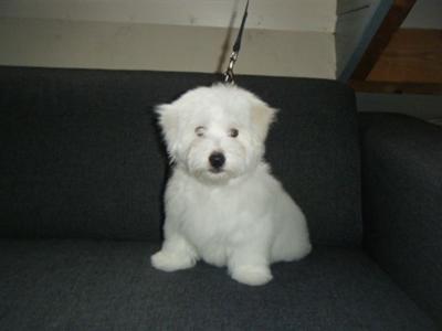 Coton de Tulear