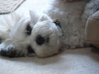 Molly in her Bed