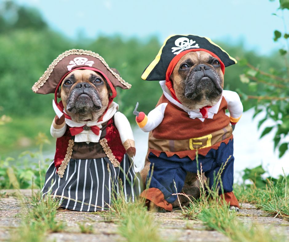 pirate dog costume for two dogs