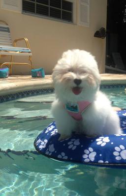 Pool Puppy