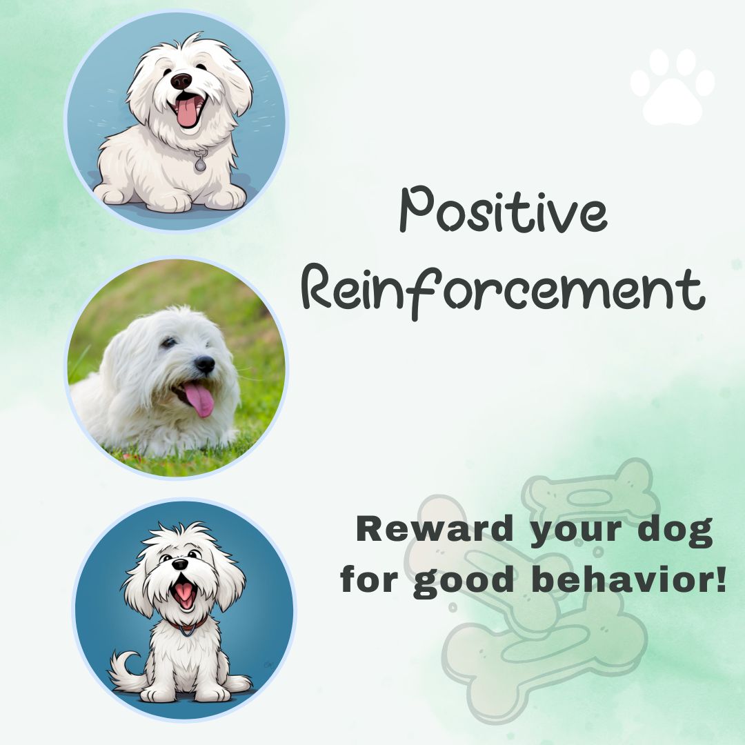 positive reinforcement training
