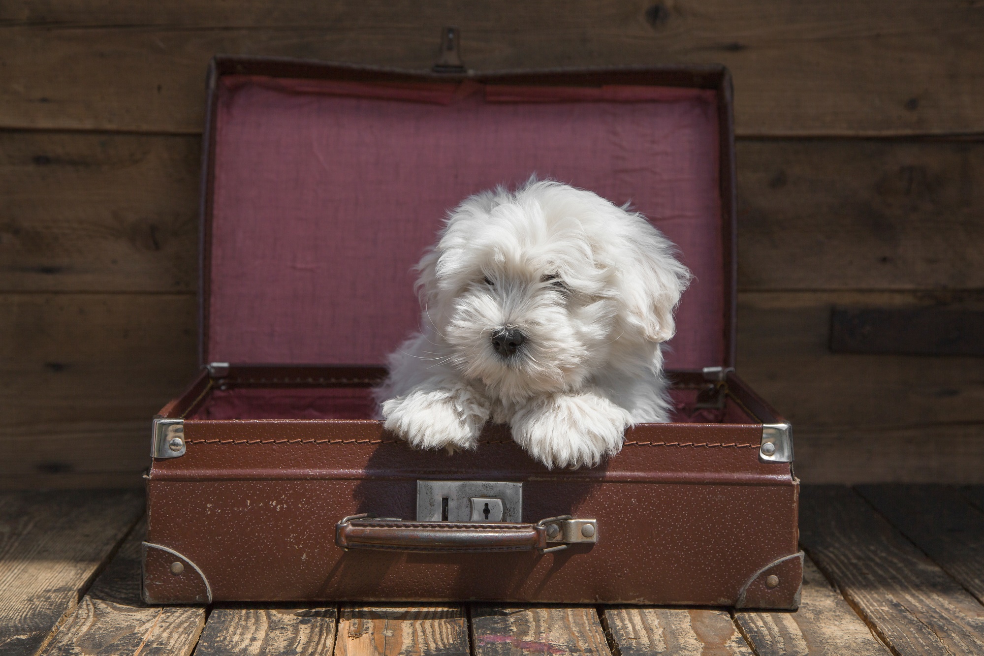 coton de tulear travel