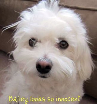 Coton de Tulear puppy cut