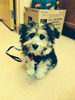 Teddy socializing at the Vet's Office.