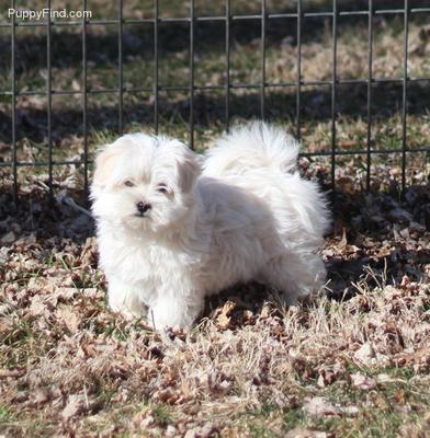 Romeo at 8 weeks