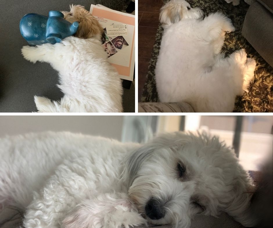 Coton de Tulear sleeping on their side