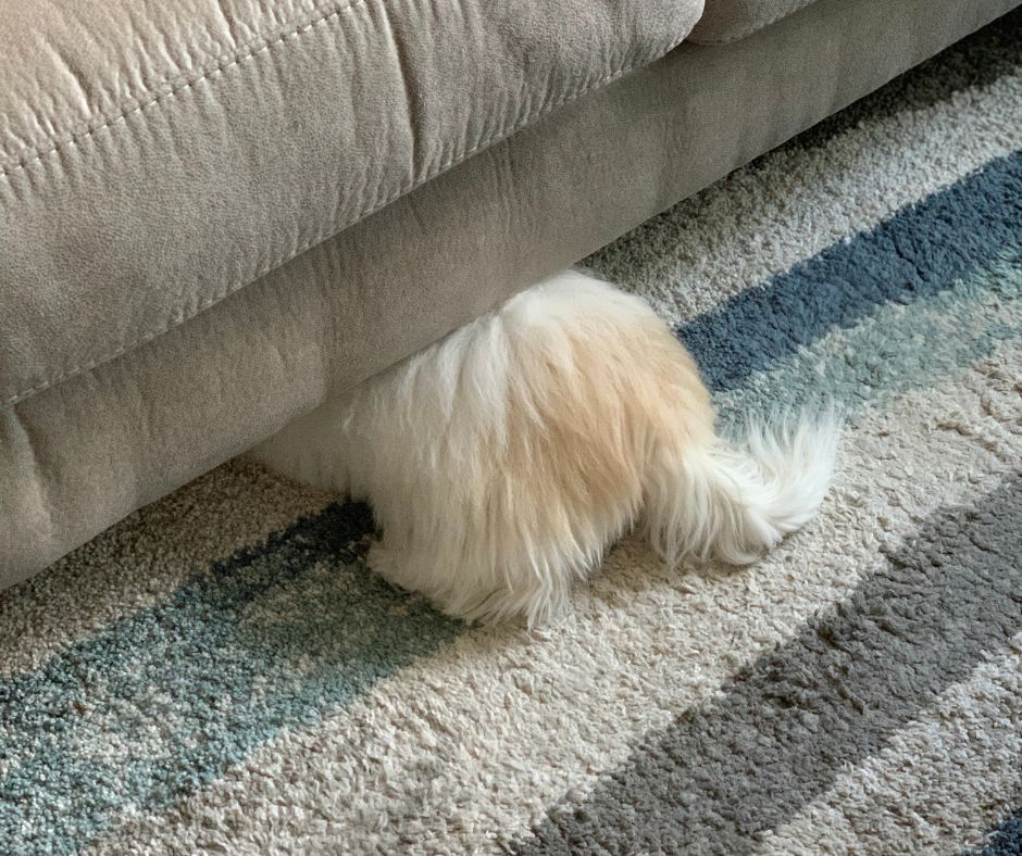 Coton de Tulear sleeping under furniture