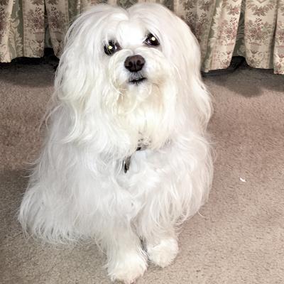 Sophie, my Coton de Tulear