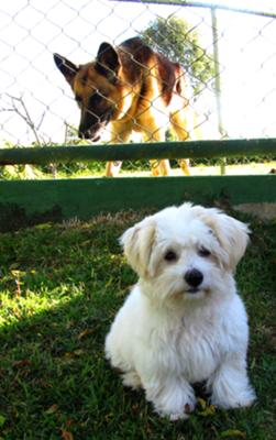 Coton de Tulear