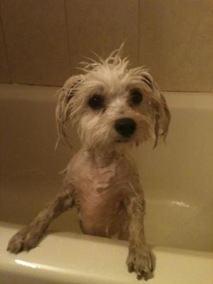 Bath time for Spanky!