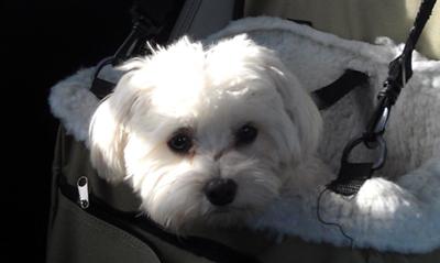 Dog park day with Spanky and Friends... in his booster seat on the way home