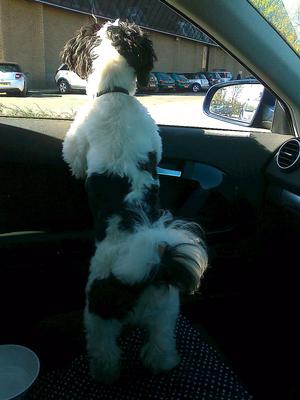 Waiting in the car for daddy to return