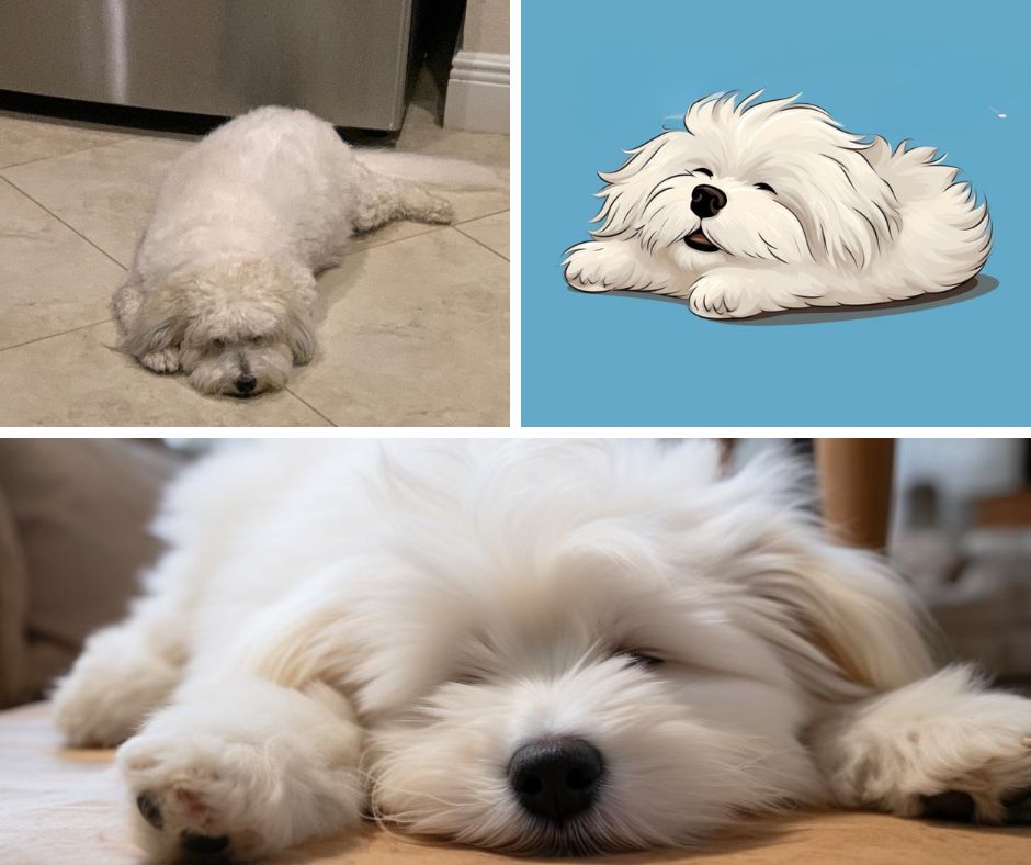 Coton de Tulear sleeping in superman position