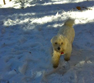 Teddy Bear calls a snowfight[ruff]