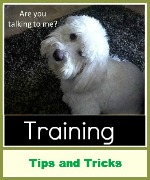dog training reviews