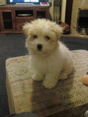 Brucy - Coton de Tulear