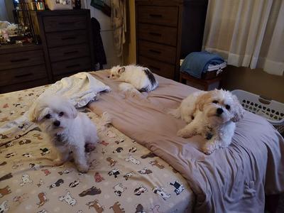 Everyone on the bed!