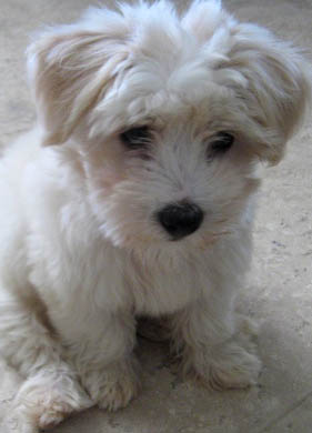 Coton de Tulear