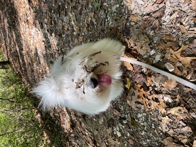 Leaf Face