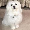 Sophie, Coton de Tulear