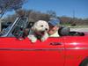 Charlie and Jim cruising the lake