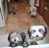 Henry with Gracie & Annie after playing in the mud