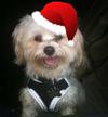 Spanky is happy its Christmas
