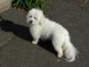 Tuffy gets groomed by Mom 