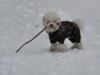 Coton de Tulear